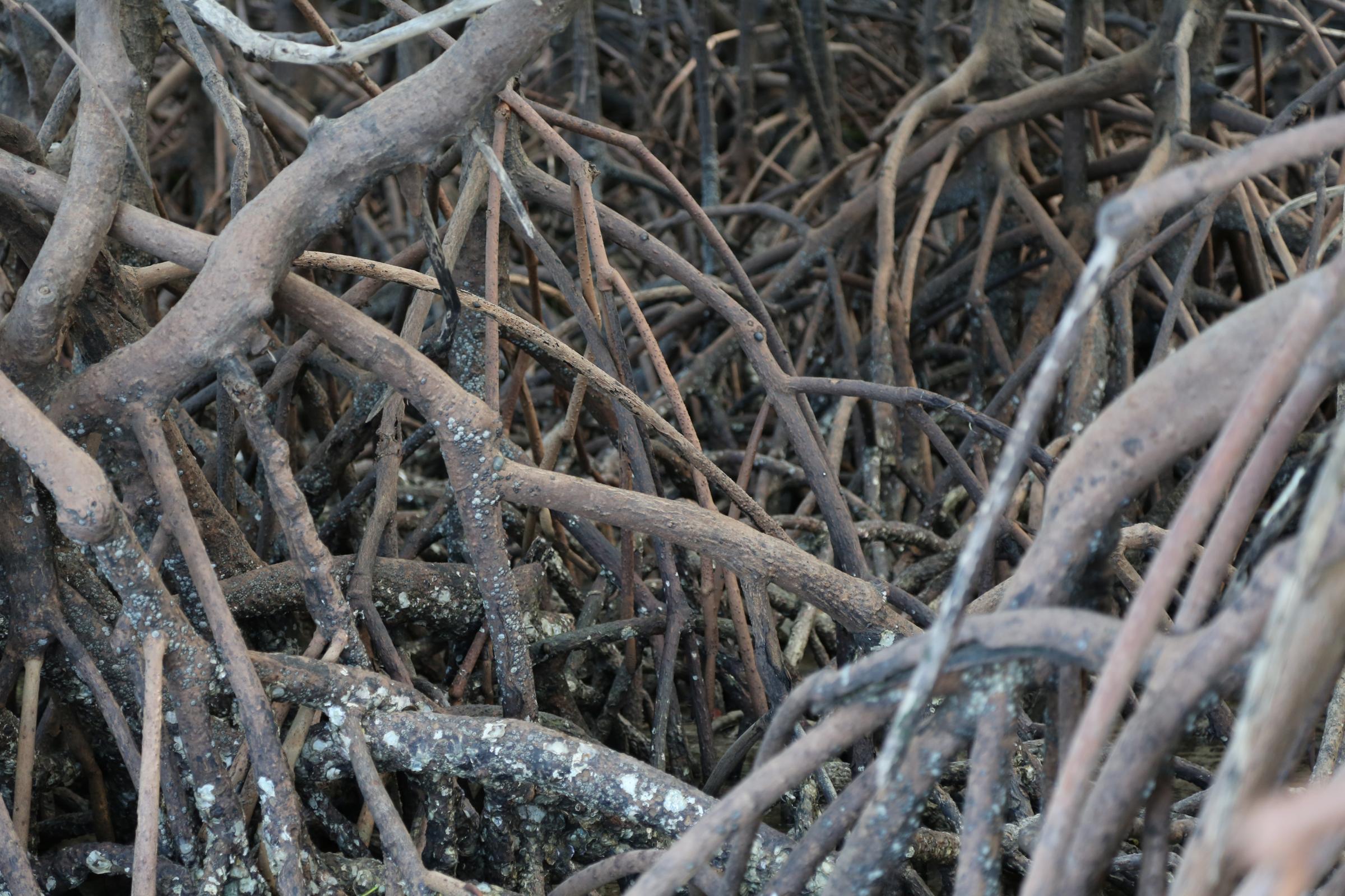 Mangroves roots, Yirrganydji Country, Port Douglas, Qld. (Photograph: Andrew Turner)
